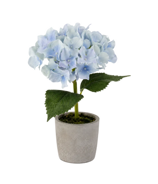 Potted Blue Hydrangea
