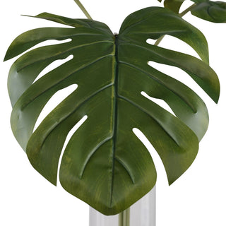 Ibero Split Leaf Palm
