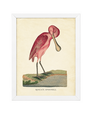 Roseate Spoonbill with Bent Neck
