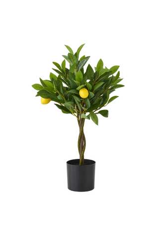 Twisted Trunk Potted Lemon Tree
