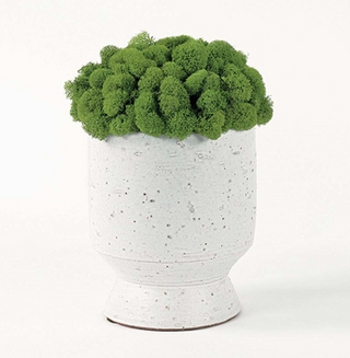 Spring GR Reindeer Moss
