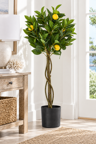 Twisted Trunk Potted Lemon Tree   Medium
