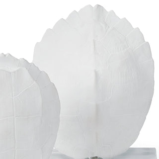 Turtle Shell on Crystal
