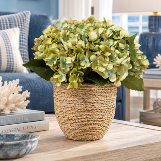 Green Hydrangea in Med Pot
