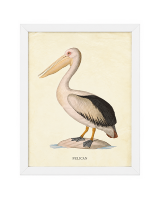 Pelican F   Online Only
