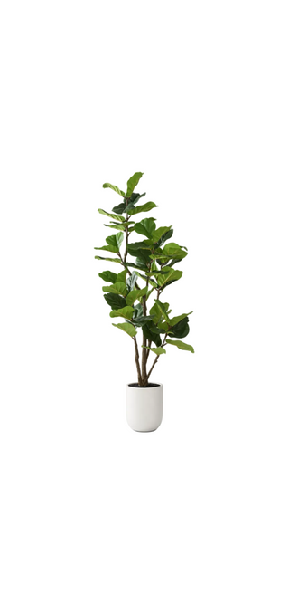 6 Foot Fiddle Leaf Fig Tree in White Pot w/Faux Dirt
