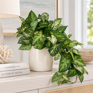 Ivy in White Pot
