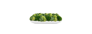 Succulent in White Dish
