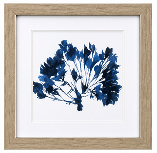 Indigo Coral B II
