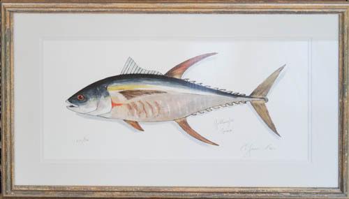 Yellowfin Tuna Frame 27.5 x 48.5