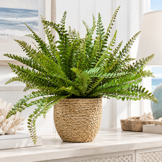 Ferns in Small Pot
