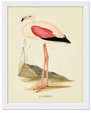 Flamingo with Pink Wing
