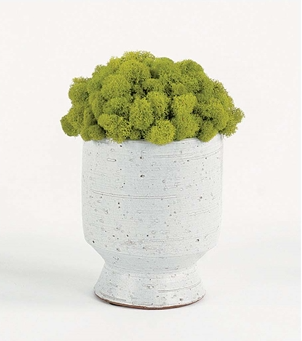 Chartreuse Reindeer Moss
