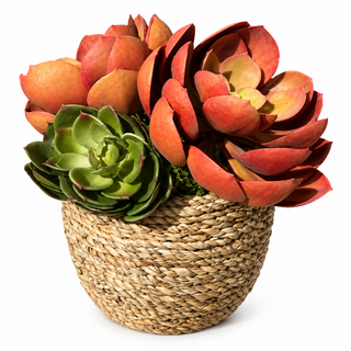 Green & Orange Succulents in Small Pot
