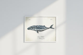 Grey Whale   2440 40 XY (White Frame)
