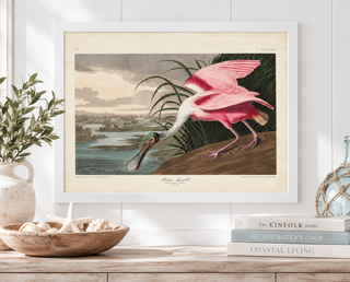 Pink Spoonbill Drinking Water   Online Only
