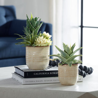 Seaside Succulents   Set of 2
