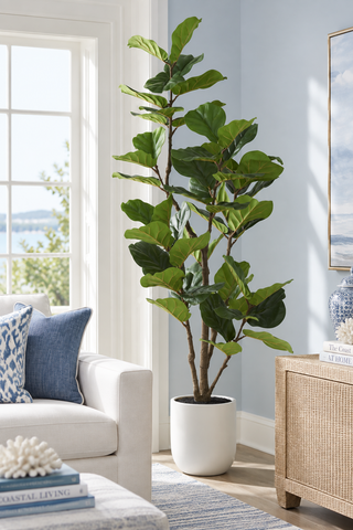 6 Foot Fiddle Leaf Fig Tree in White Pot w/Faux Dirt
