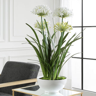Purity Agapanthus Centerpiece

