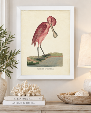 Roseate Spoonbill with Bent Neck
