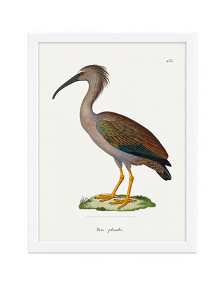 Bigger Ibis
