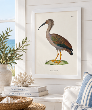 Bigger Ibis
