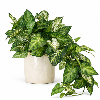 Ivy in White Pot
