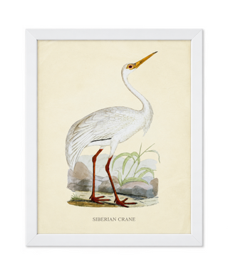 Siberian Crane
