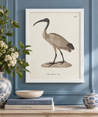 Ibis
