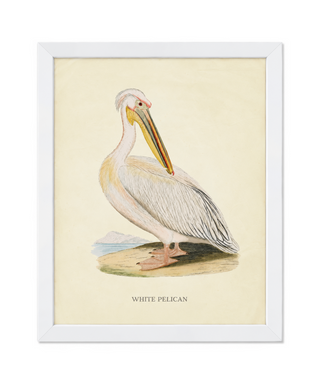 White Pelican
