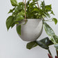 Figueroa Collection Hanging Pot - Online Only