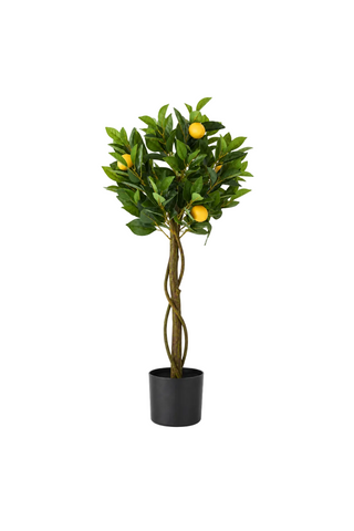 Twisted Trunk Potted Lemon Tree   Medium
