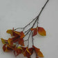 Enkianthus Foliage Spray 30"