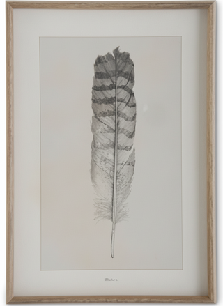 25.5 Inch Wood Framed Feather Print I
