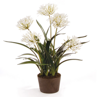 AGAPANTHUS DROP IN
