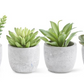 5 Inch Succulents in Cement Pot II