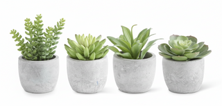 5 Inch Succulents in Cement Pot I
