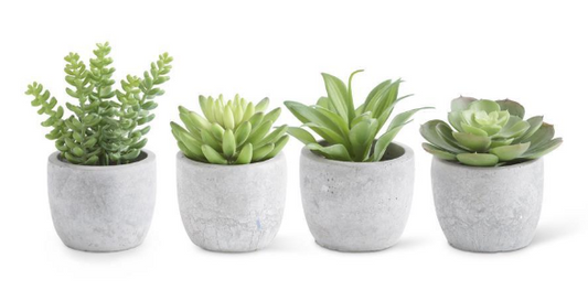 5 Inch Succulents in Cement Pot I