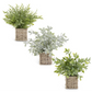 12 Inch Herbs in Square Woven Basket III