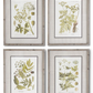 27.5 INCH FIR WOOD FRAMED BOTANICAL PRINT III