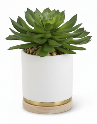 Succulent in Ceramic White Pot with Natural Wood Base I
