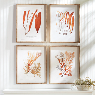 Set of 4   Coral Reef Studies
