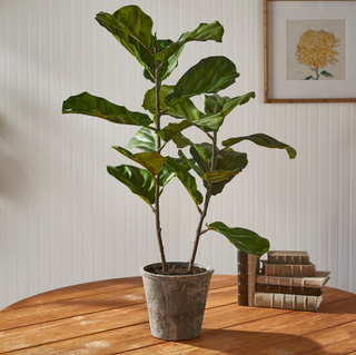 Fiddle Leaf Fog Potted 43"
