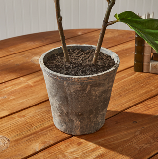Fiddle Leaf Fog Potted 43"
