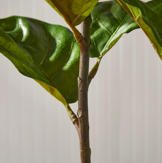 Fiddle Leaf Fog Potted 43"

