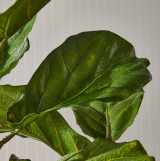 Fiddle Leaf Fog Potted 43"
