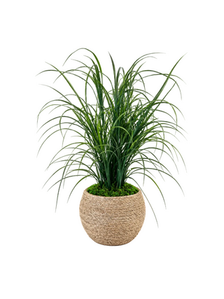 Grass in Short Rope Pot
