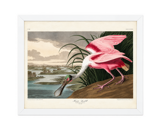 Pink Spoonbill Drinking Water   Online Only

