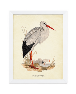 White Stork on Brown Land   Online Only
