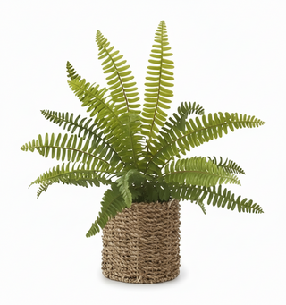 Fern in Round Woven Basket II
